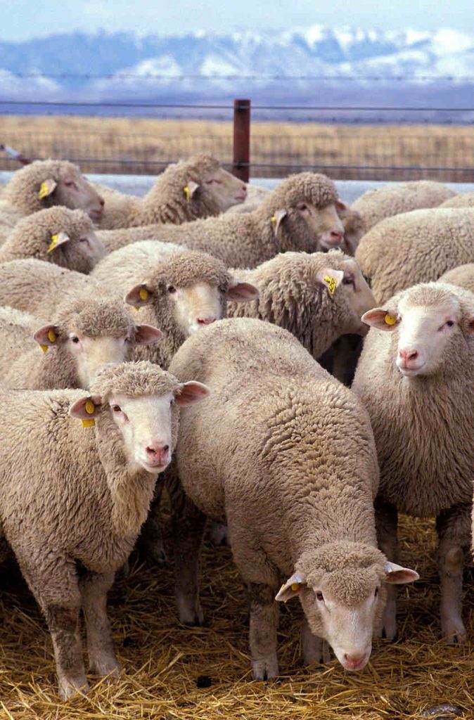 1200px Flock of sheep Easy Resize.com