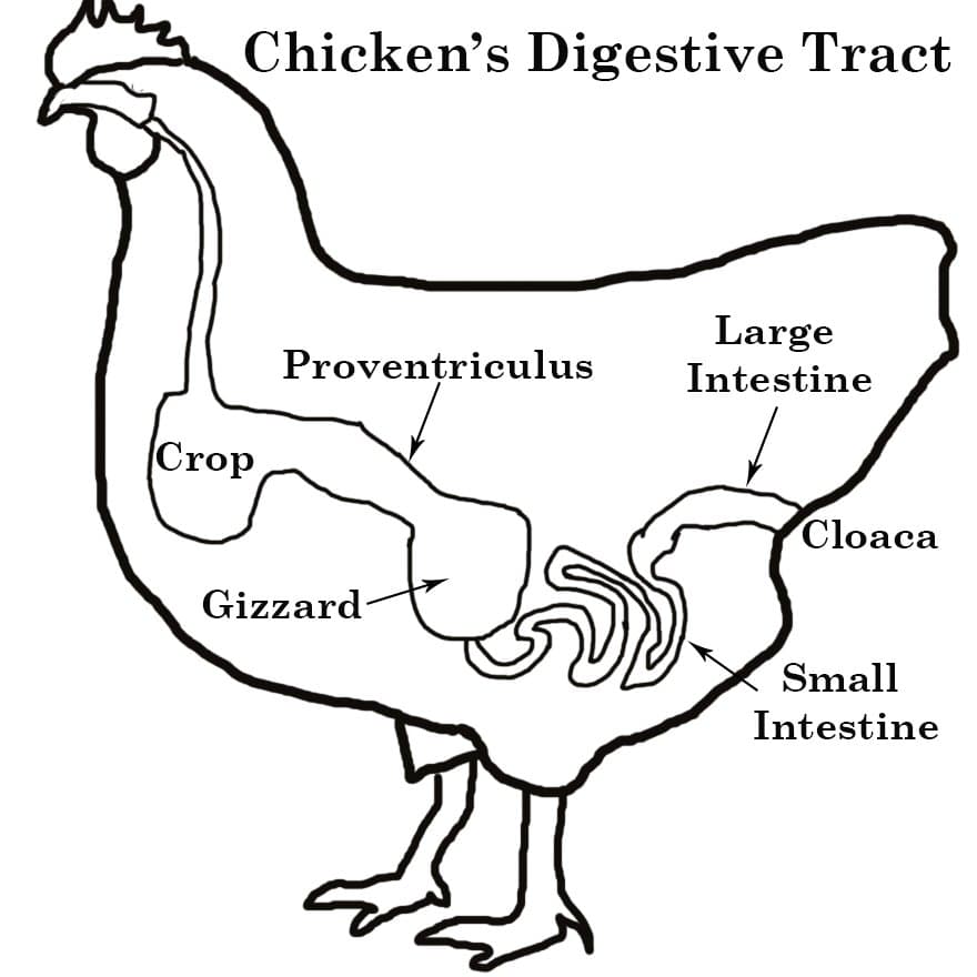 Classification Of Farm Animals Based On; Size, Habitat, Mammals, Non-Mammals, & Stomach Types | Kofa Study Classification Of Farm Animals Based On; Size, Habitat, Mammals, Non-Mammals, & Stomach Types | Kofa Study