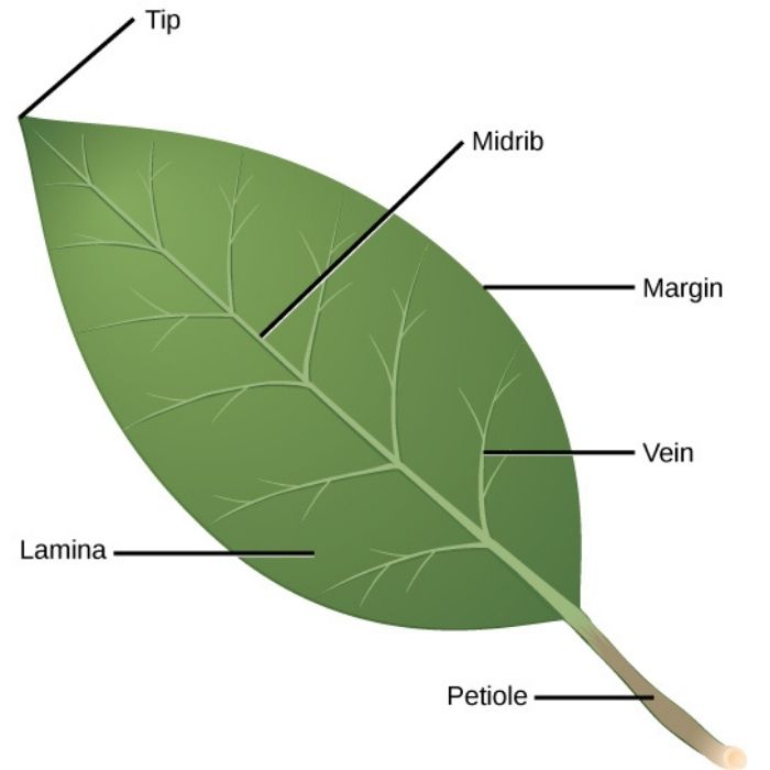 Crop Plant Forms 7 petiole