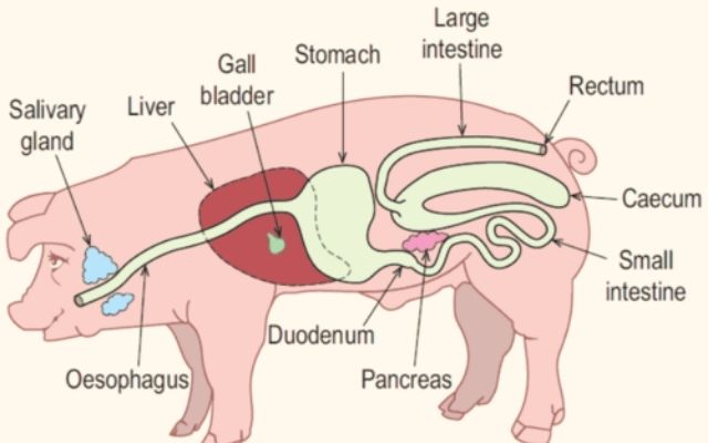Classification Of Farm Animals Based On; Size, Habitat, Mammals, Non-Mammals, & Stomach Types | Kofa Study Classification Of Farm Animals Based On; Size, Habitat, Mammals, Non-Mammals, & Stomach Types | Kofa Study