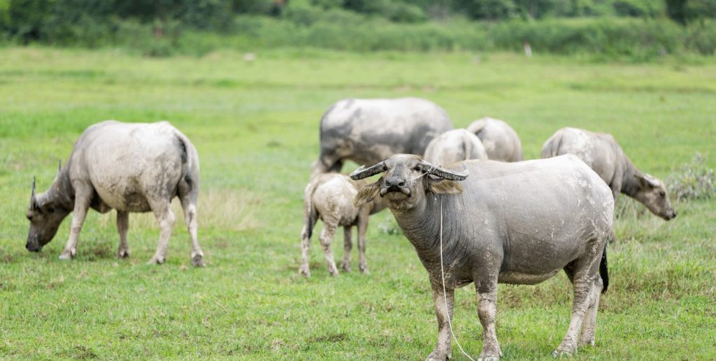 Agriculture - Rearing of Farm Animals jss1