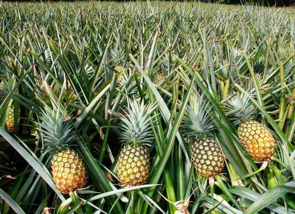 The Life Span or Life Cycle of Crops 3 Pineapple-Farming
