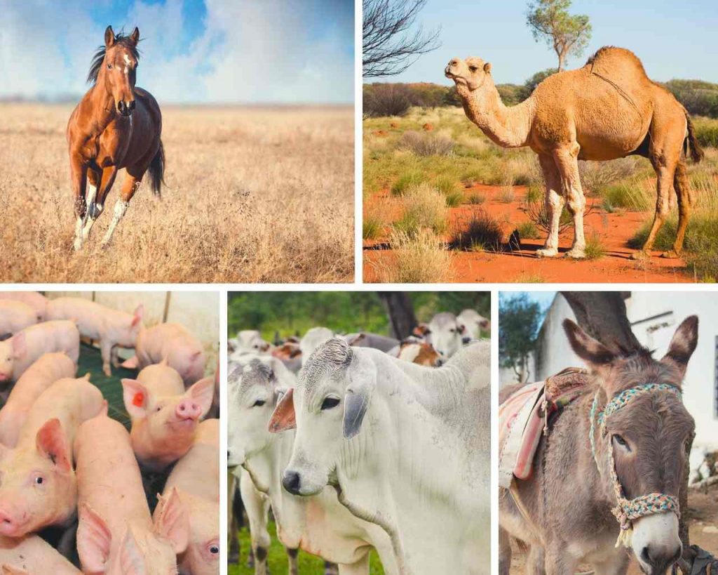 Classification Of Farm Animals Based On; Size, Habitat, Mammals, Non-Mammals, & Stomach Types | Kofa Study Classification Of Farm Animals Based On; Size, Habitat, Mammals, Non-Mammals, & Stomach Types | Kofa Study