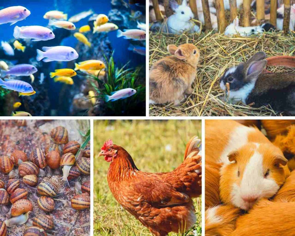 Classification of Farm Animals small animals