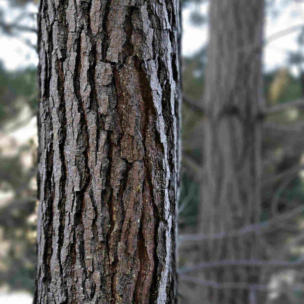 bark of a tree