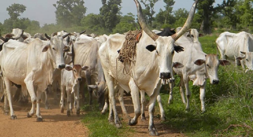 cattle-rearing Nigeria
