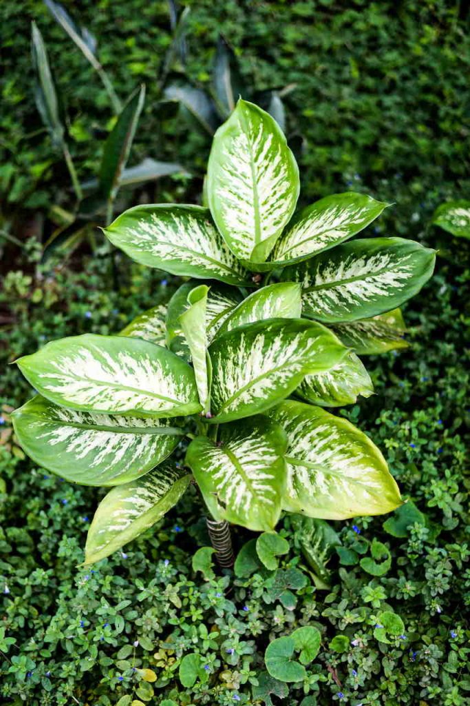 Crop Plant Forms 5 dicotyledone