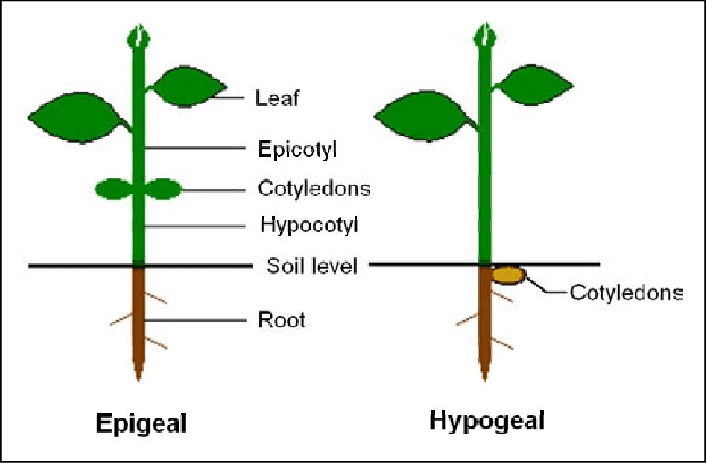 epigeal hypogeal