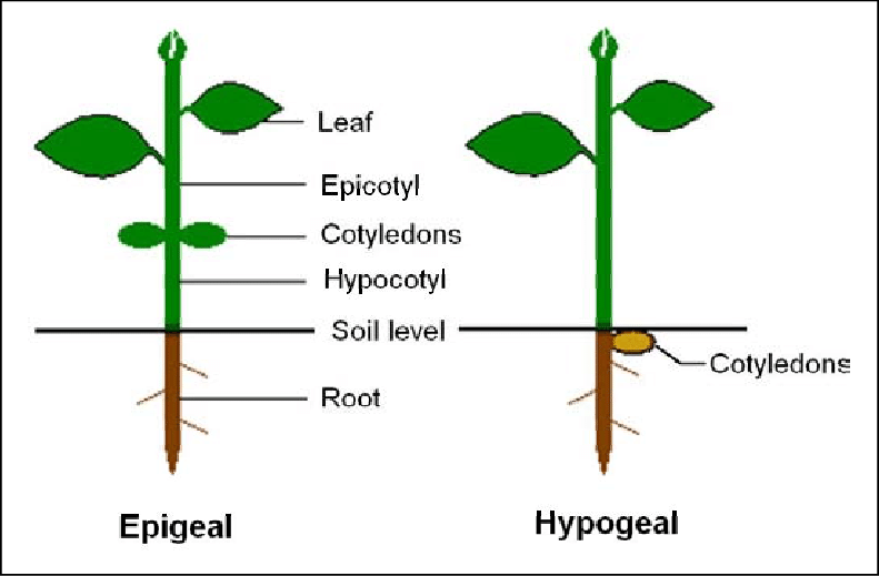 Crop Plant Forms 8 epigeal hypogeal