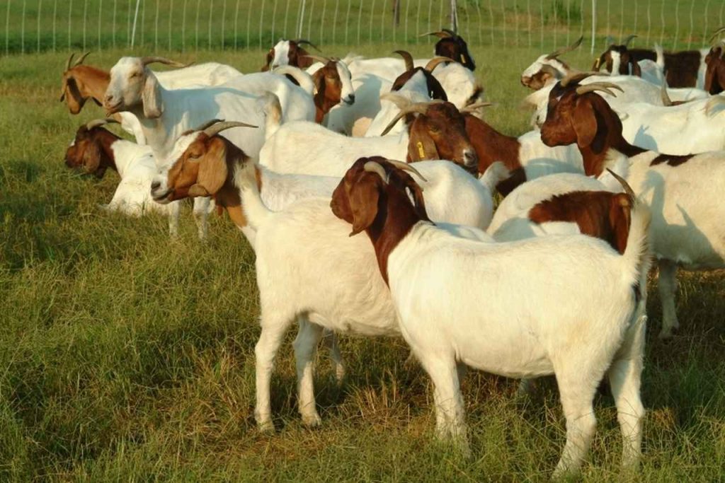 goat_farming