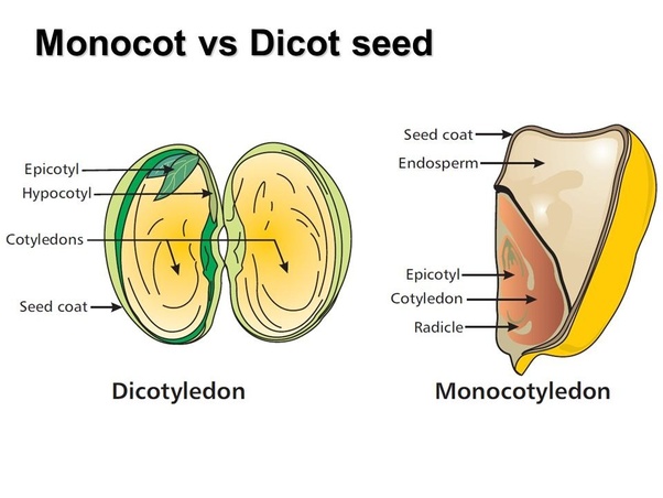 monocot vs dicot seed