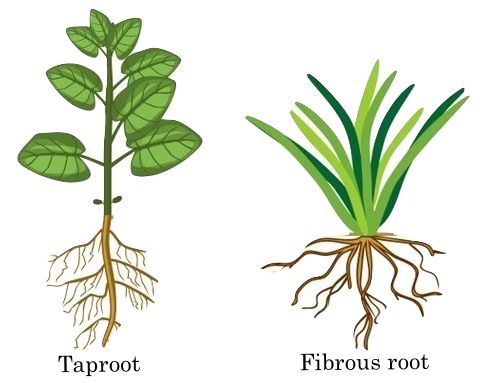 Crop Plant Forms 4 taproot fibrous-root