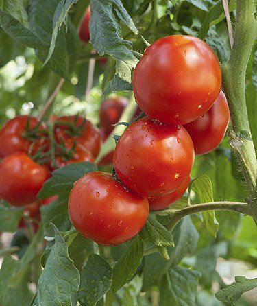 The Life Span or Life Cycle of Crops 4 tomato