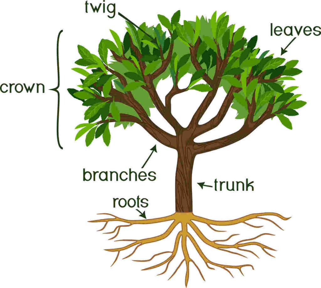tree anatomy orig Easy Resize.com