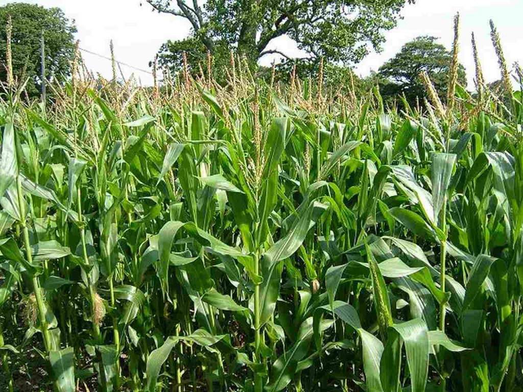 Crop Plant Forms 2 zea mays maize sweet corn 00 flowering plants 25 07 06 Easy Resize.com 1