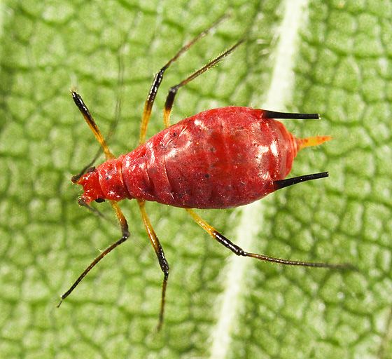 Rice Root Aphid