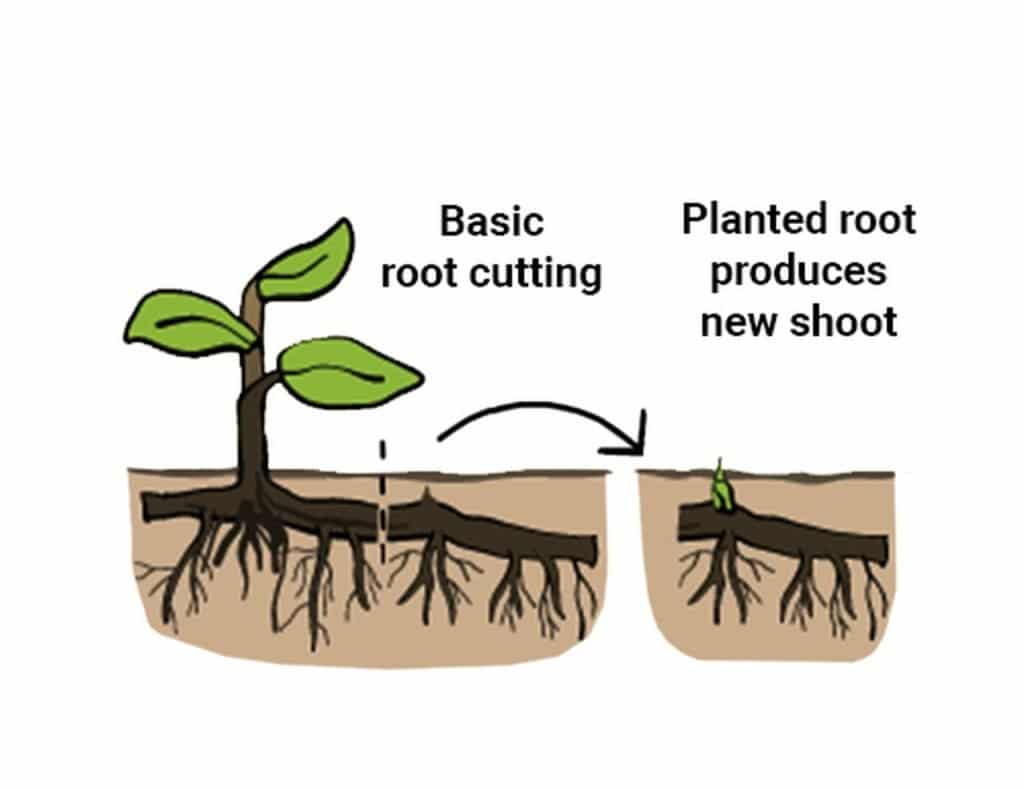 Asexual or Vegetative Propagation (Meaning and Methods) 12 Basic Cutting