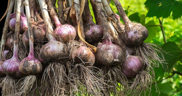 Asexual or Vegetative Propagation (Meaning and Methods) 3 Onion Bulbs