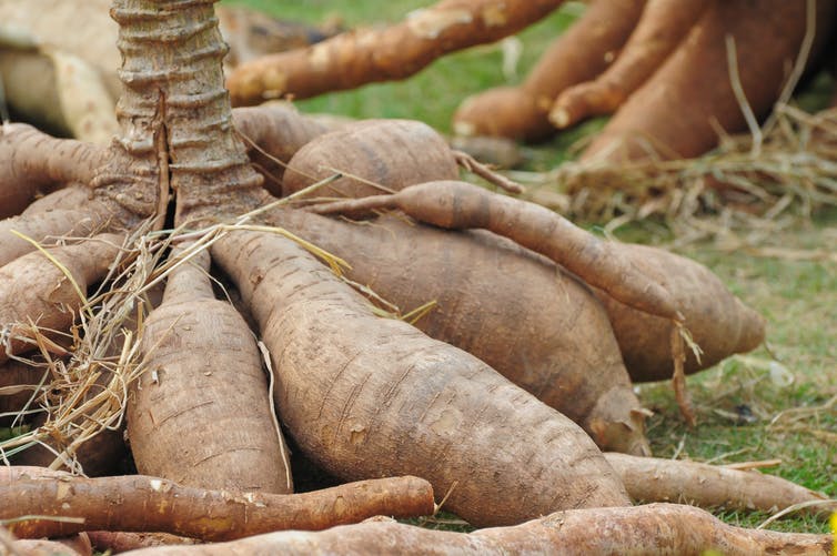 Asexual or Vegetative Propagation (Meaning and Methods) 11 Root Tuber - Cassava