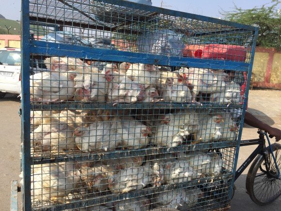 Examples of Packaging Items 3 Chickens Transported in a Cage
