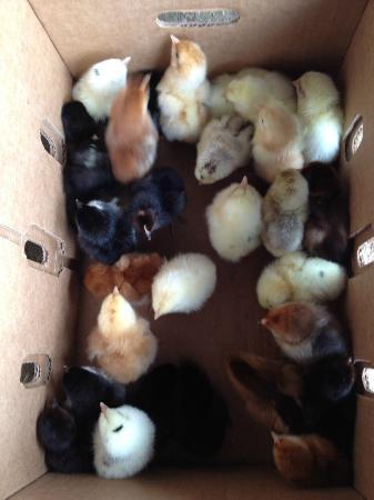 Day old chicks packaging