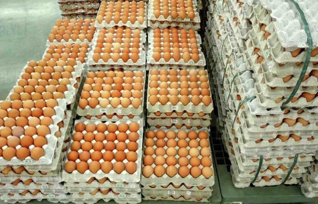 Eggs Packaged in Egg Trays