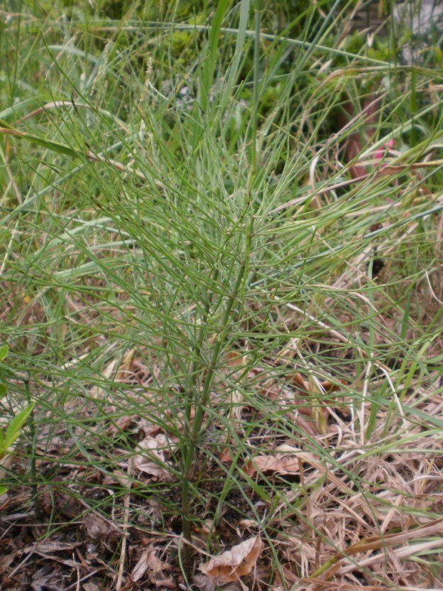 Classification of Weeds Based on Habitat 1 Herbaceous Weeds