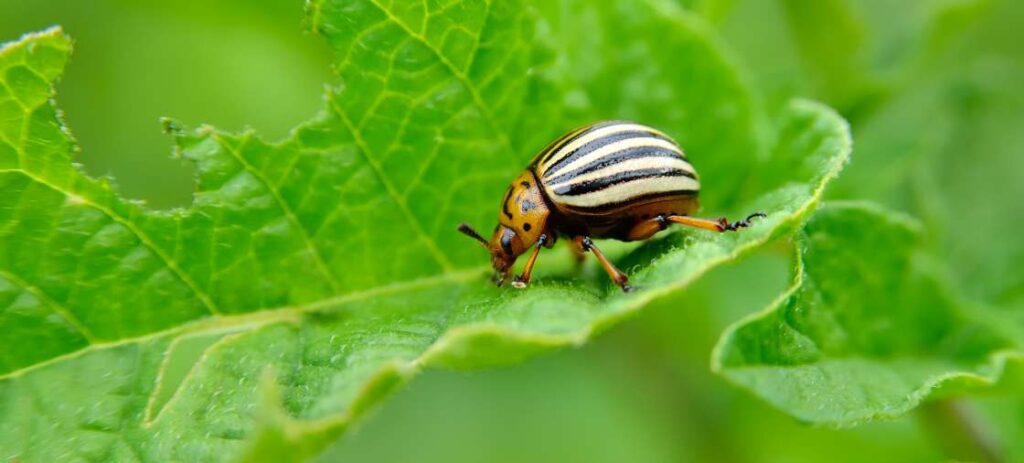 Insect pests