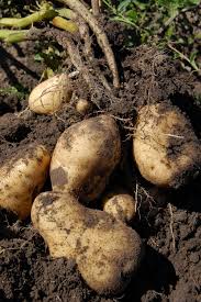 Asexual or Vegetative Propagation (Meaning and Methods) 9 Stem Tubers - Irish Potatoes