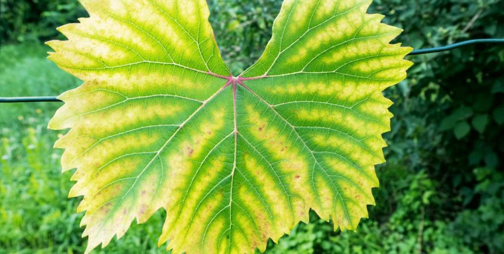 Leaf with Chlorosis