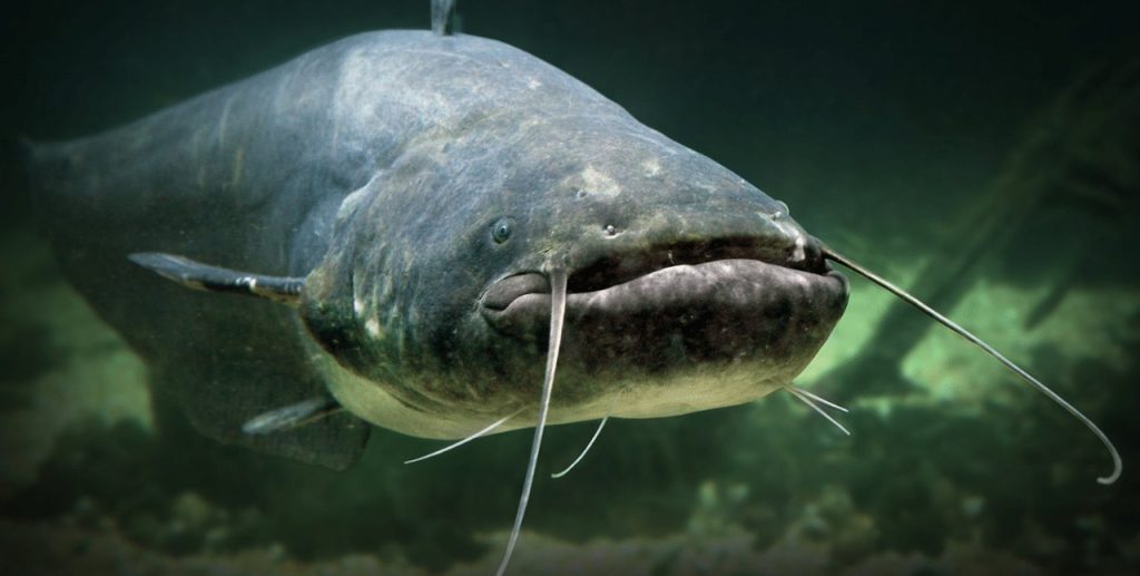 Resources from Animals 4 Catfish