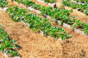 Mulching strawberries