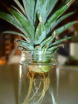 Pineapple Propagation