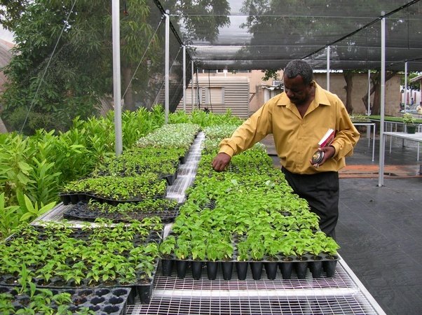 Pre-planting Operations 15 Plant nursery