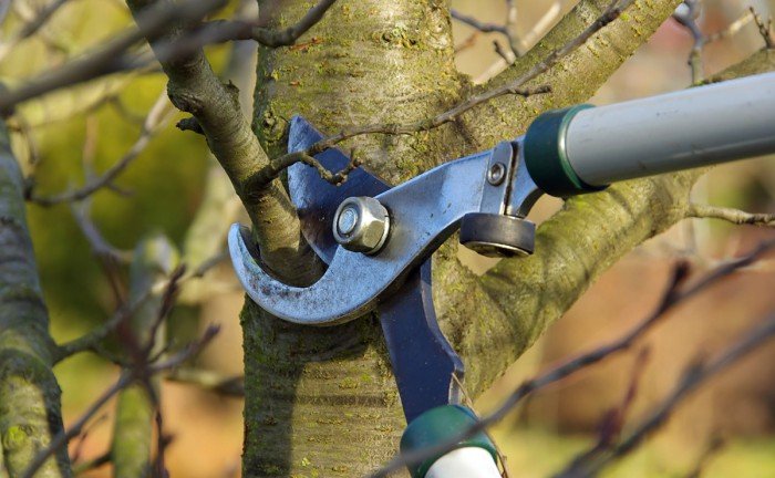 Post-Planting Operations 2 Pruning