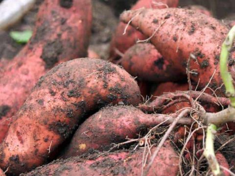 Asexual or Vegetative Propagation (Meaning and Methods) 8 Runners - Sweet Potatoes