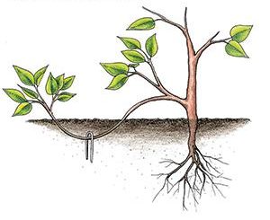 Asexual or Vegetative Propagation (Meaning and Methods) 14 Mound Layering