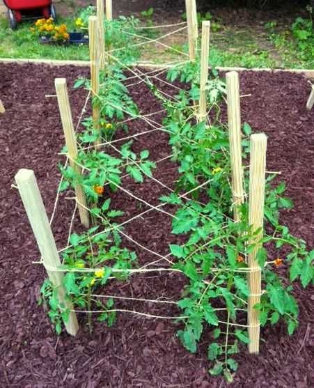Post-Planting Operations 3 Staking Tomatos