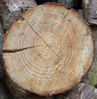 Defects In Timber 2 Timber Shake