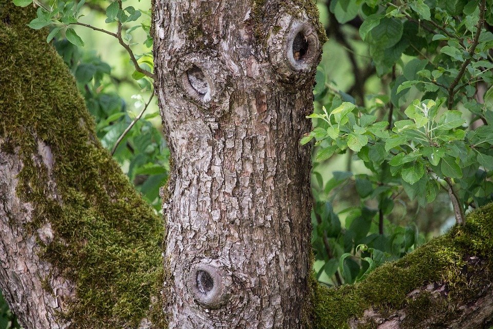 Tree knots