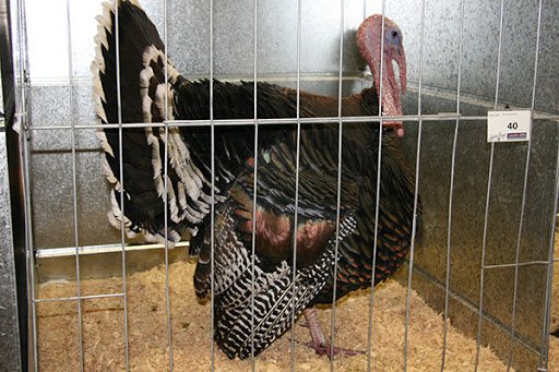 Turkey in a Cage