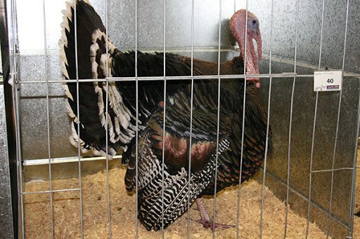 Examples of Packaging Items 2 Turkey in a Cage