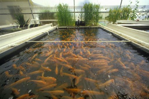 Definition of Fishery 1 Fishery - Fish Farming