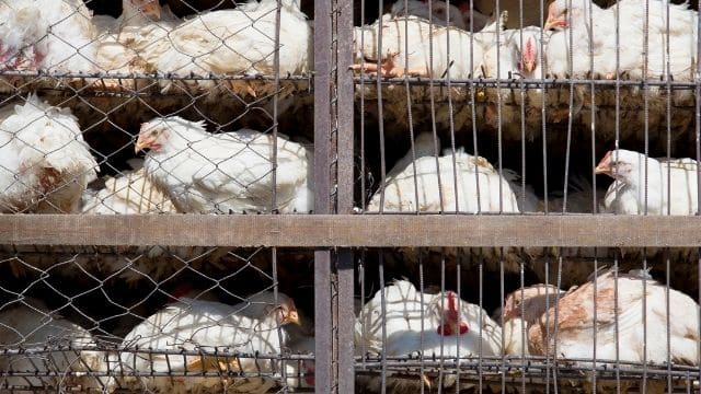 Definition & Types of Farm Structures 12 battery cage