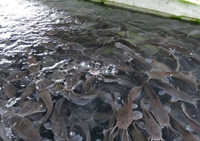 fish farming