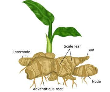 Asexual or Vegetative Propagation (Meaning and Methods) 6 rhizome of ginger