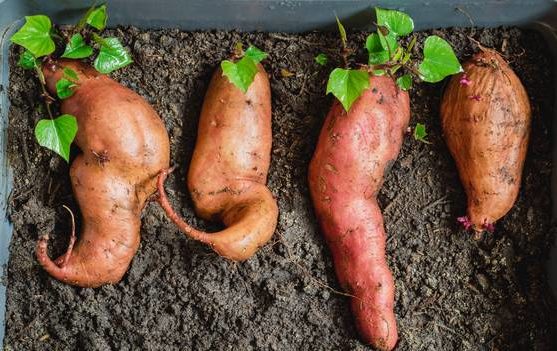 Asexual or Vegetative Propagation (Meaning and Methods) 13 sweet potatoes