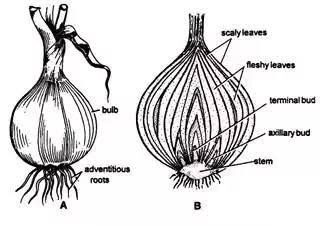 Asexual or Vegetative Propagation (Meaning and Methods) 4 main qimg 8bde94711d351113293dbe76d4860837 e1633359059946