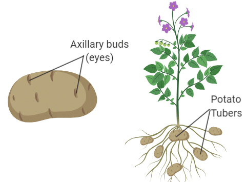 Asexual or Vegetative Propagation (Meaning and Methods) 10 irish potato