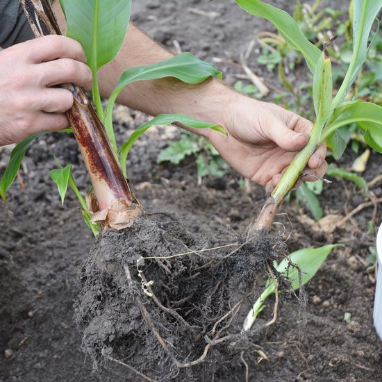 Meaning and Methods of Crop Propagation 1 Crop Propagation